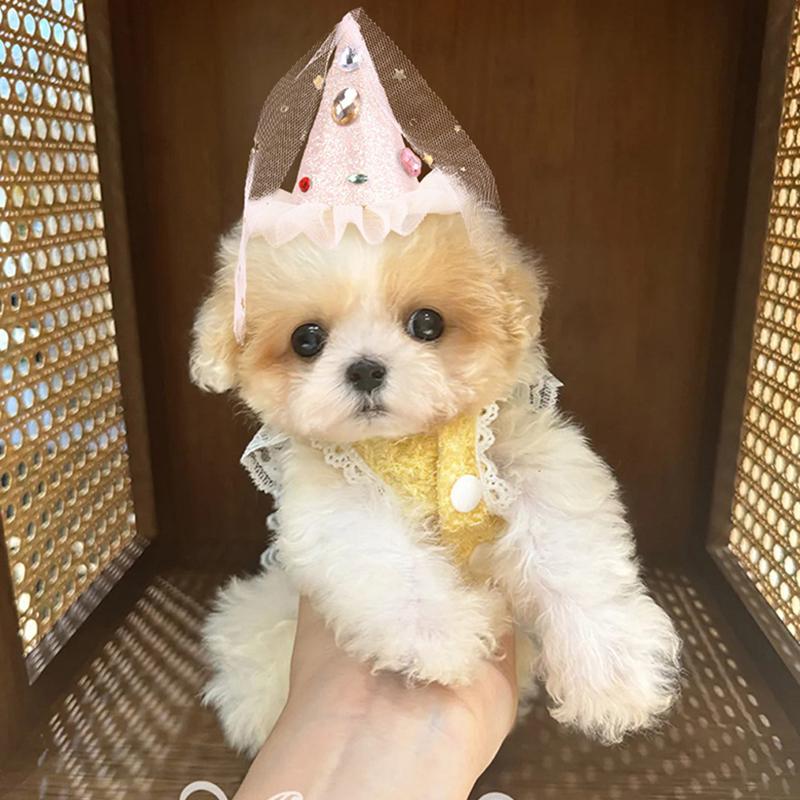 Adorable Cartoon Dog Cat Birthday Hat Adjustable Pet Decor Hat Pet Party Decoration Pet Pography Props Pet Supplies
Adorable Cartoon Dog Cat Birthday Hat Adjustable Pet Decor Hat Pet Party Decoration Pet Pography Props Pet Supplies