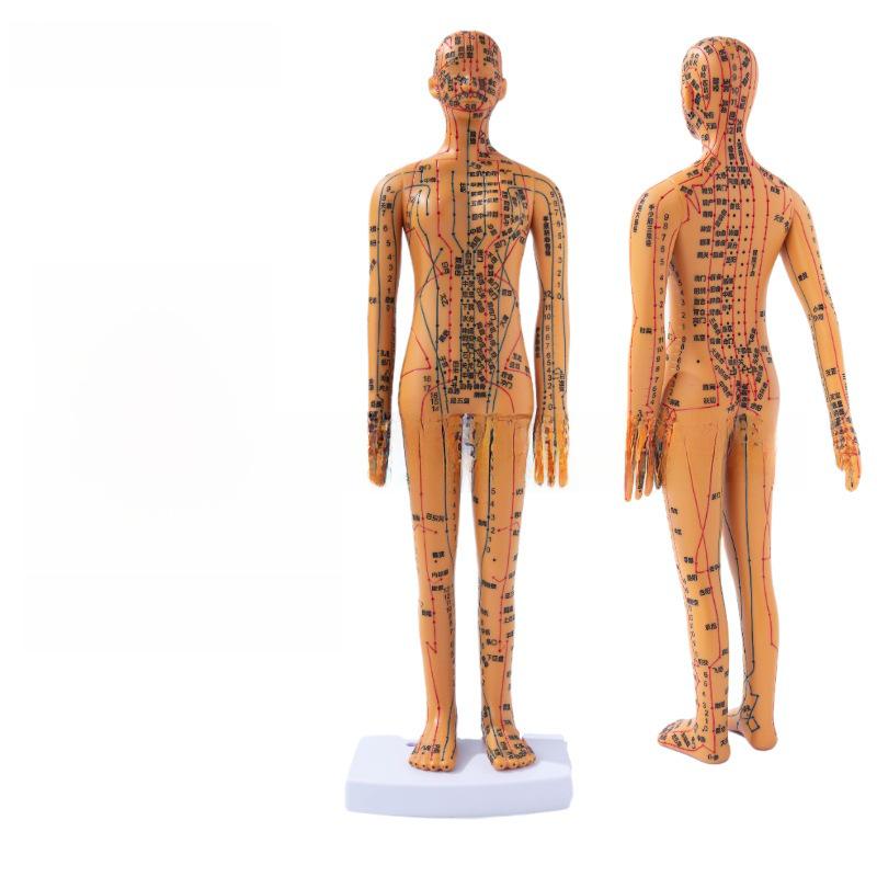 35см Міні Меридіанна Акупунктурна Модель - Традиційна Китайська Медицина
35см Міні Меридіанна Акупунктурна Модель - Традиційна Китайська Медицина