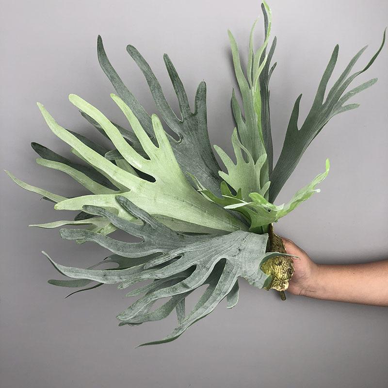 New Artificial Deer Antler Leaves Pteridophyte Artificial Flower Succulents Plants for Home Wedding Outdoor Floor Decoration
New Artificial Deer Antler Leaves Pteridophyte Artificial Flower Succulents Plants for Home Wedding Outdoor Floor Decoration