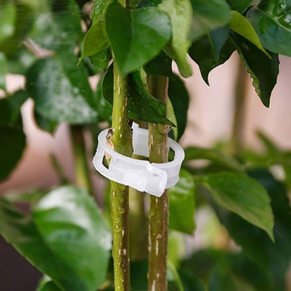 Hanging Vine Gardening Equipment Tomatoes Clips Tomato Holder Applicator Plant Buckle Plant Clip green-30pcs
Hanging Vine Gardening Equipment Tomatoes Clips Tomato Holder Applicator Plant Buckle Plant Clip green-30pcs