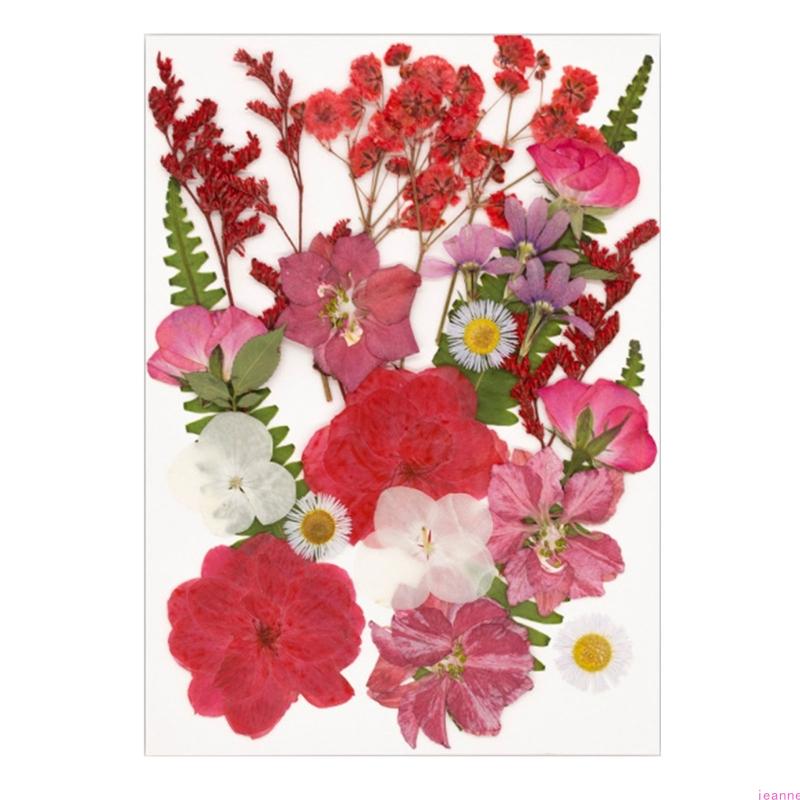 Natural DIY Flower Preservations Set Home Decors Dried Flower For Scrapbooking Wedding Decorations And Artistic Designs червоний
Natural DIY Flower Preservations Set Home Decors Dried Flower For Scrapbooking Wedding Decorations And Artistic Designs червоний