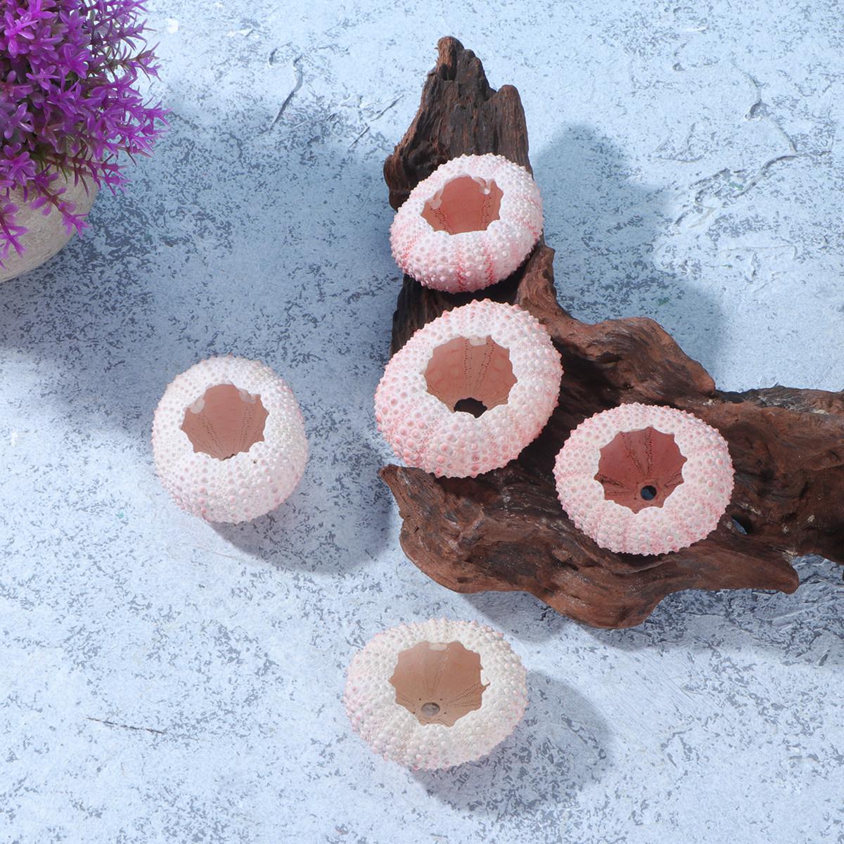 6Pcs Natural Sea Urchin Shells 3-4Cm Unique Air Plant Planters DIY Handmade Tillandsia Succulent Pots Decorative Plant Holders 4.5X4X2CM
6Pcs Natural Sea Urchin Shells 3-4Cm Unique Air Plant Planters DIY Handmade Tillandsia Succulent Pots Decorative Plant Holders 4.5X4X2CM