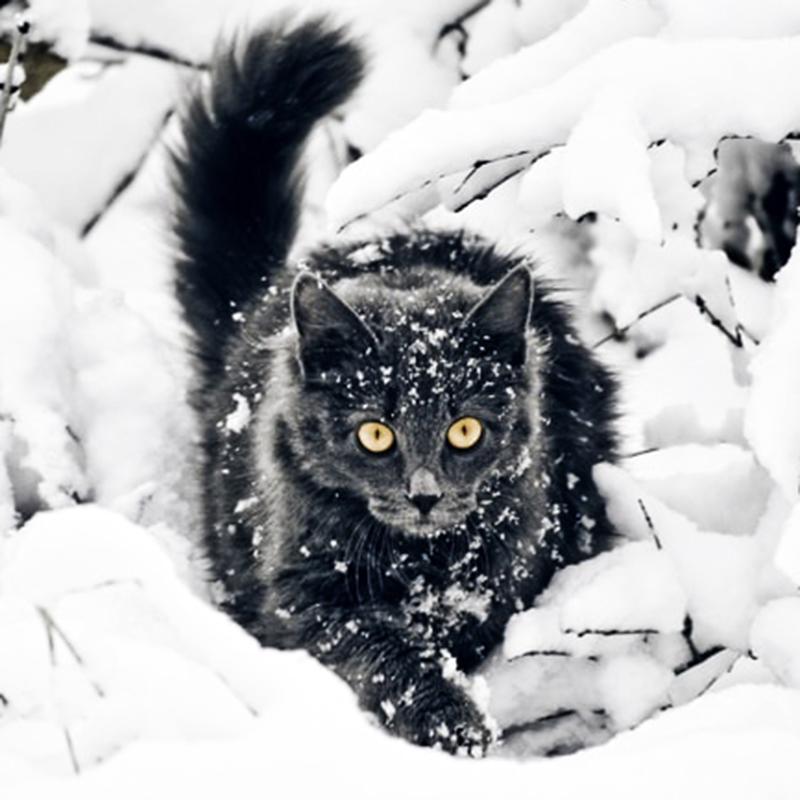 5D DIY Алмазная живопись Охотничий кот Площадь / круглый Бриллиантовая вышивка Подарок или Украшение
5D DIY Алмазная живопись Охотничий кот Площадь / круглый Бриллиантовая вышивка Подарок или Украшение
