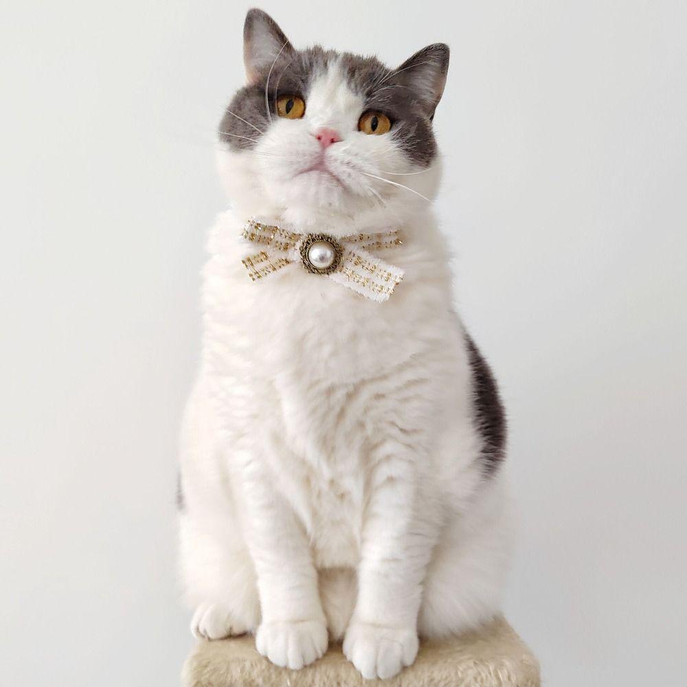 Soft Cat Harness and Leash Set Adjustable Pet Neck Loop Dog Strap Collar Small Animals S чорний
Soft Cat Harness and Leash Set Adjustable Pet Neck Loop Dog Strap Collar Small Animals S чорний