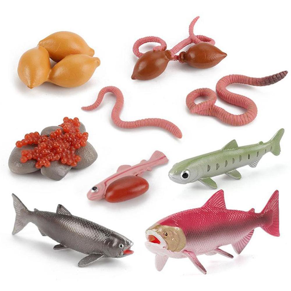 Figurines Earthworm Simulation Insect Salmon Growth Cycle Model Octopus Realistic Life Cycle 1
Figurines Earthworm Simulation Insect Salmon Growth Cycle Model Octopus Realistic Life Cycle 1