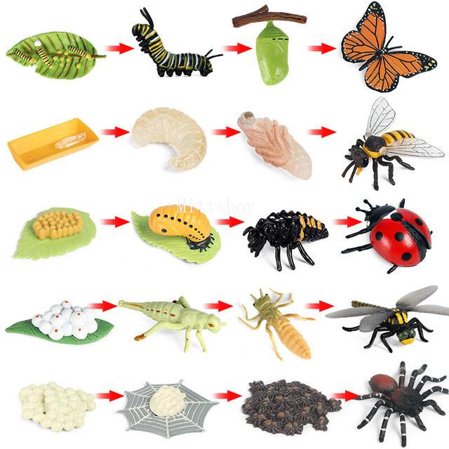 Montessori life cycle le cycle de vie English Placa De Video Frog Butterfly Seeds Cyclus Bij Ant teaching aids Educationals Toys
Montessori life cycle le cycle de vie English Placa De Video Frog Butterfly Seeds Cyclus Bij Ant teaching aids Educationals Toys