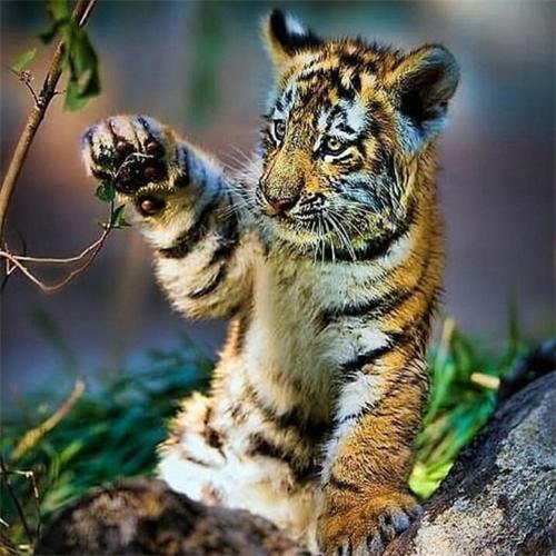 5D Алмазная Картина Новые Поступления Тигр Полный Квадрат Круглый Вышитый Мозаичный Животный Домашний Декор Full Round 20x20CM
5D Алмазная Картина Новые Поступления Тигр Полный Квадрат Круглый Вышитый Мозаичный Животный Домашний Декор Full Round 20x20CM