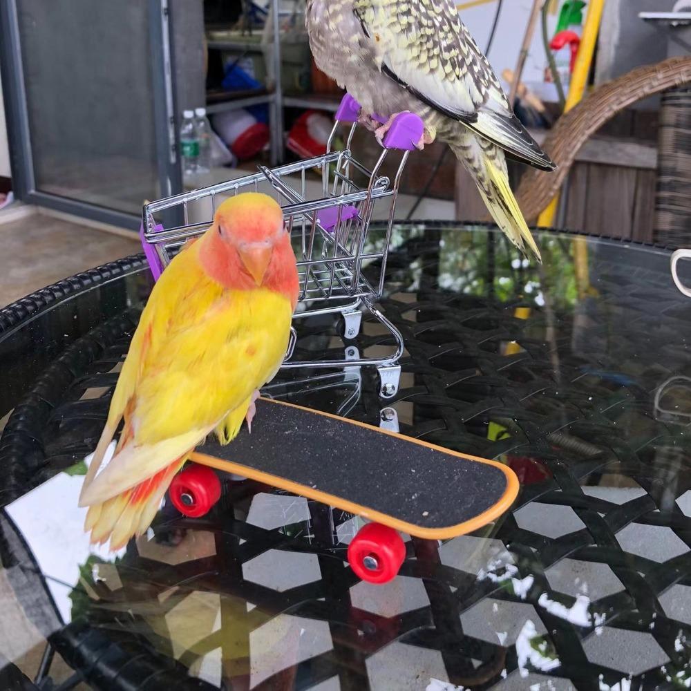 Interactive Tortoise Finger Skate Board Puzzle Parrot Training Skateboard Toy For Turtles Parrot 3pcs
Interactive Tortoise Finger Skate Board Puzzle Parrot Training Skateboard Toy For Turtles Parrot 3pcs