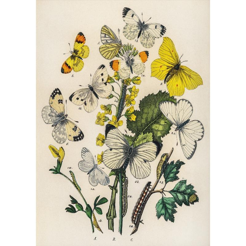 Набор из 6 принтов с бабочками, постер с ботаническими и цветочными мотивами, летние насекомые, цветы, холст, картина, настенное искусство, декор для детской комнаты 21cm×30cm NoFrame
Набор из 6 принтов с бабочками, постер с ботаническими и цветочными мотивами, летние насекомые, цветы, холст, картина, настенное искусство, декор для детской комнаты 21cm×30cm NoFrame