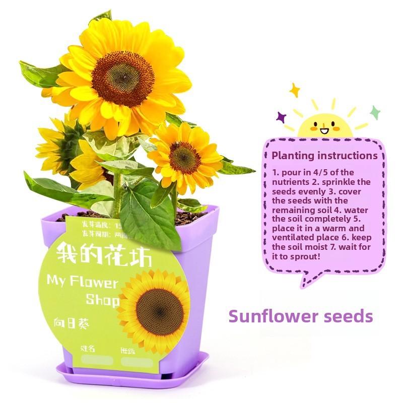 Science Experiment Diy Desktop Potted Plant Kit With Germination Seeds For Kids And Office Decor
Science Experiment Diy Desktop Potted Plant Kit With Germination Seeds For Kids And Office Decor