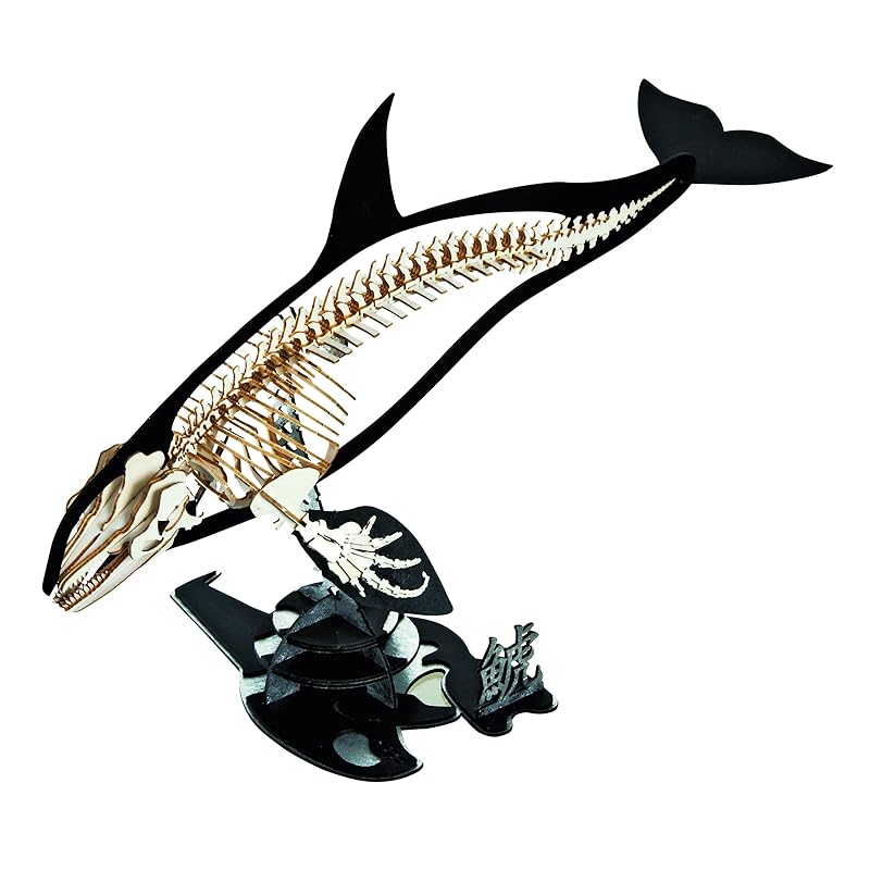 Urano Co., Ltd. 3D paper puzzle killer whale skeleton (With special pedestal) Size when assembled W200×D95×H130mm
Urano Co., Ltd. 3D paper puzzle killer whale skeleton (With special pedestal) Size when assembled W200×D95×H130mm