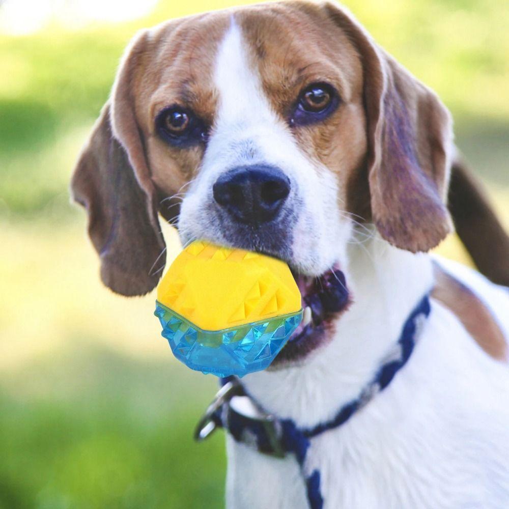 Filled with Water Pet Cooling Chew Toy TPR Dog Teething Toys Dog Molar Bone Toy Teeth Cleaning ball
Filled with Water Pet Cooling Chew Toy TPR Dog Teething Toys Dog Molar Bone Toy Teeth Cleaning ball