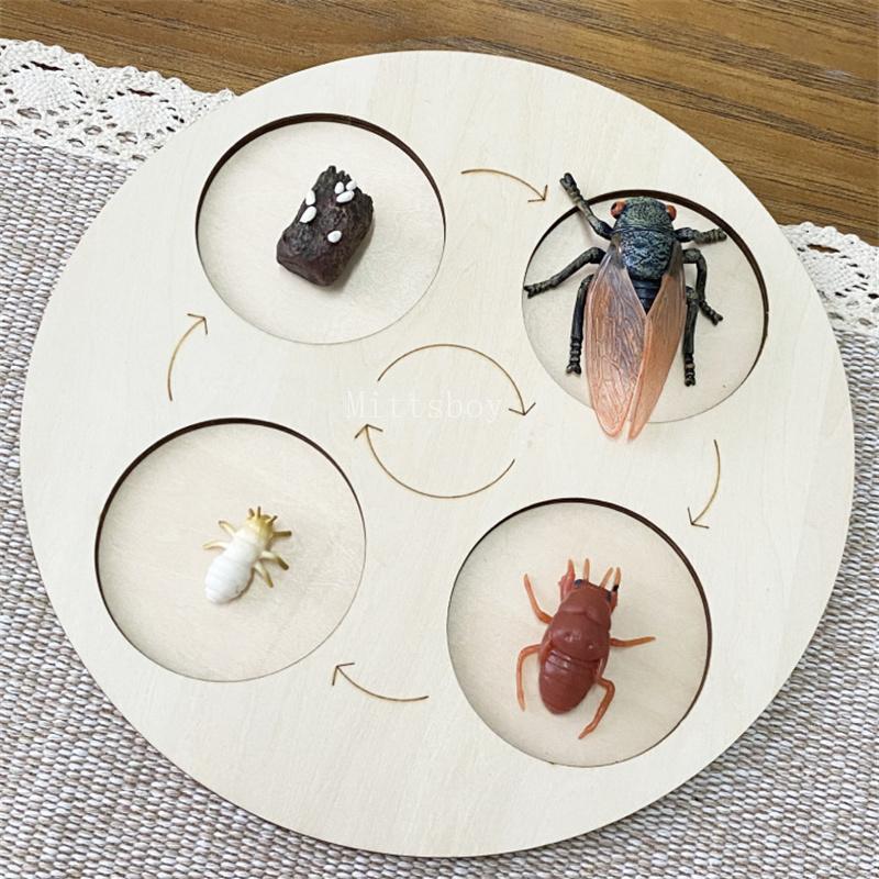 Montessori life cycle le cycle de vie English Placa De Video Frog Butterfly Seeds Cyclus Bij Ant teaching aids Educationals Toys
Montessori life cycle le cycle de vie English Placa De Video Frog Butterfly Seeds Cyclus Bij Ant teaching aids Educationals Toys