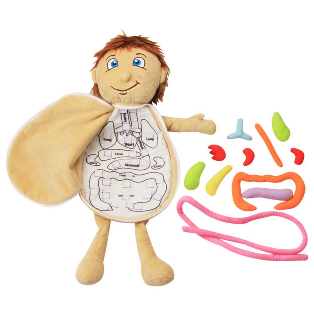 2025 New Model Anatomy Doll Human Torso Body Model Anatomy Anatomical Internal Organs For Teaching Educational Soft Toy Dropship United States
2025 New Model Anatomy Doll Human Torso Body Model Anatomy Anatomical Internal Organs For Teaching Educational Soft Toy Dropship United States