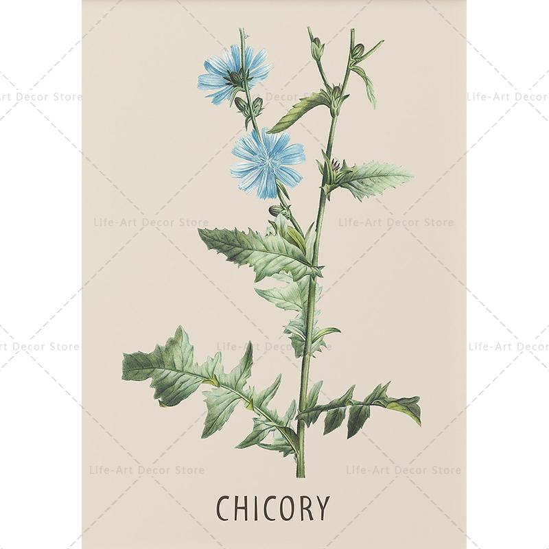Растение, цветок, исследование, Ретро постер, ботанический принт, плакаты с травами, винтажная картина на холсте, настенная художественная картина для гостиной, домашний декор 30X40cm Unframed
Растение, цветок, исследование, Ретро постер, ботанический принт, плакаты с травами, винтажная картина на холсте, настенная художественная картина для гостиной, домашний декор 30X40cm Unframed