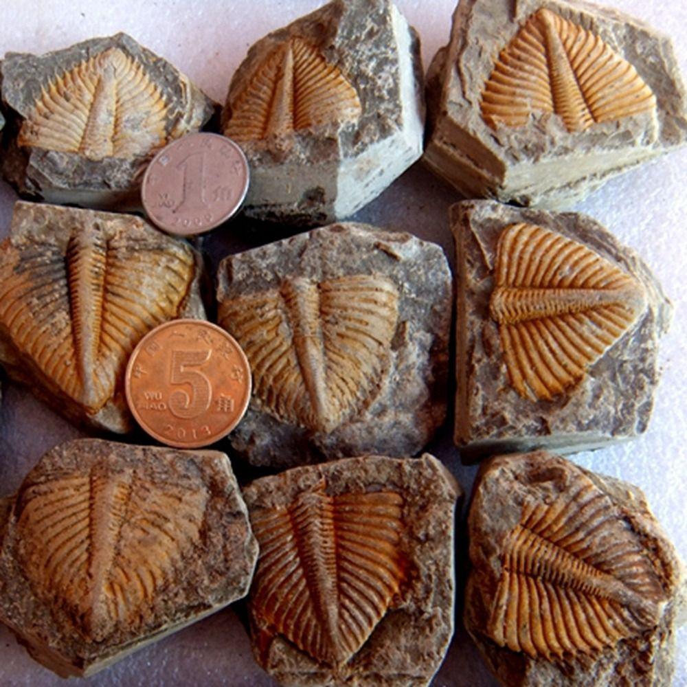 Three-leaf Worm Natural Trilobite Tail Marine Life Teaching Specimen Geology Teaching Trilobite Tail
Three-leaf Worm Natural Trilobite Tail Marine Life Teaching Specimen Geology Teaching Trilobite Tail