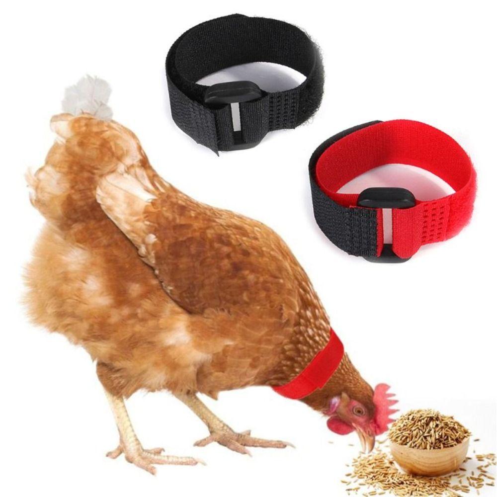Кури від Crowing Chicken Collar No Crow Rooster Collar Anti-Hook No Noise Look Handle червоний
Кури від Crowing Chicken Collar No Crow Rooster Collar Anti-Hook No Noise Look Handle червоний