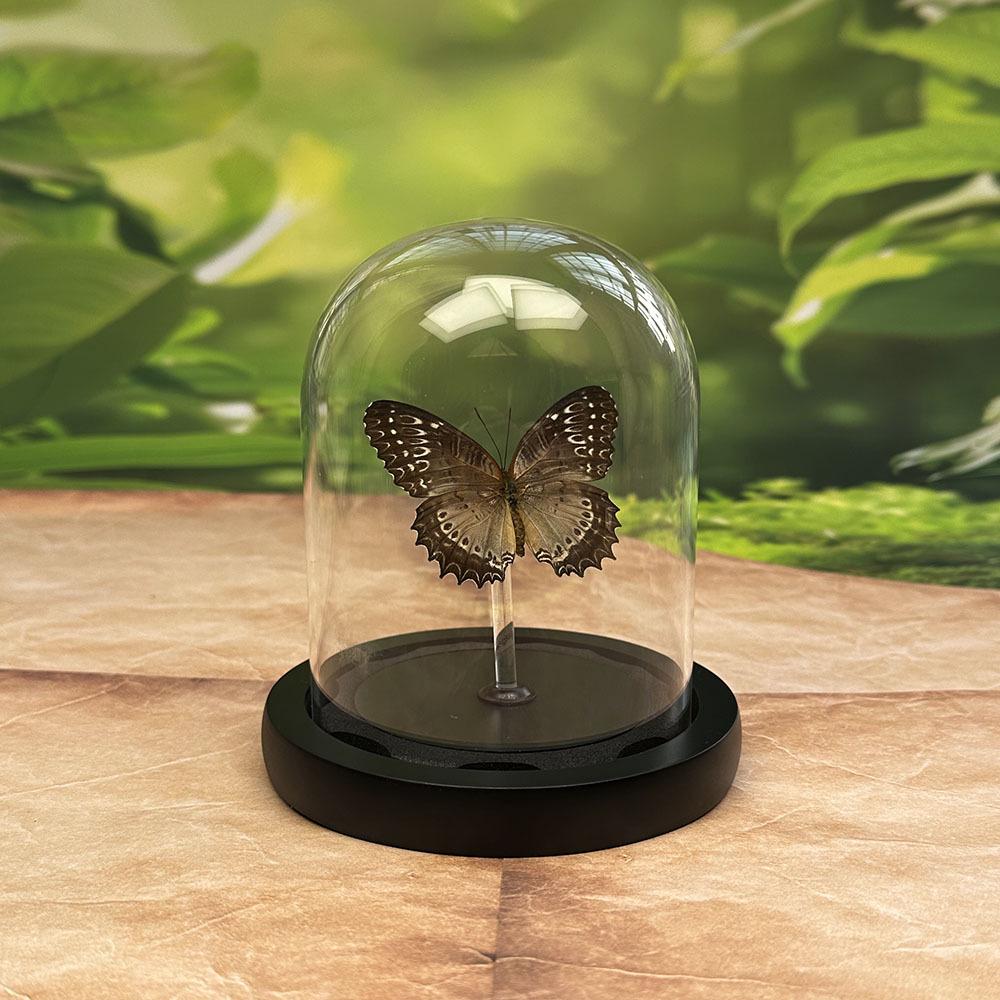 Tiger & Green-Striped Swallowtail Butterfly Glass Display Ornament - Ideal Birthday Gift for Children
Tiger & Green-Striped Swallowtail Butterfly Glass Display Ornament - Ideal Birthday Gift for Children