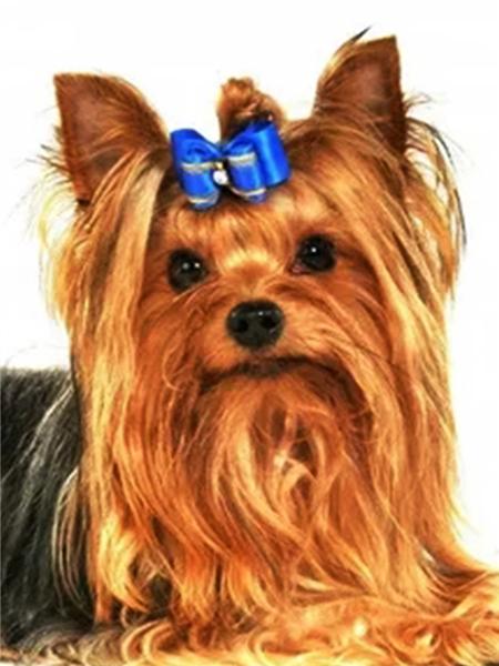 Алмазная картина Собака Животное Алмазная вышивка Йоркширский терьер Мозаика Украшение Картина с бриллиантами Full Round 20x30CM
Алмазная картина Собака Животное Алмазная вышивка Йоркширский терьер Мозаика Украшение Картина с бриллиантами Full Round 20x30CM