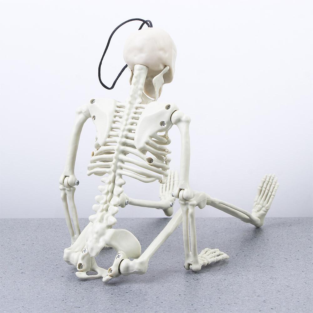 Biology teaching Ornaments Car Rearview mirror pendant Halloween props Skeleton model Human Bones білий
Biology teaching Ornaments Car Rearview mirror pendant Halloween props Skeleton model Human Bones білий