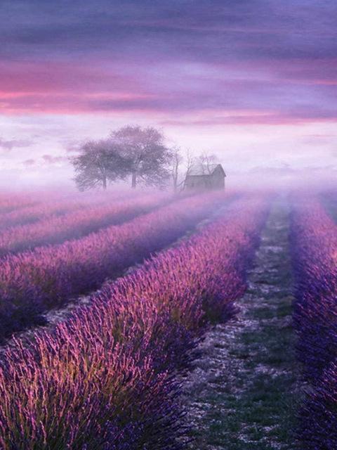 Алмазная картина Лаванда Пейзаж Вышивка крестиком Мозаика Закат Вышивка Стразы Картина Ручная работа Подарок Full Round 30X40CM дубильная кора
Алмазная картина Лаванда Пейзаж Вышивка крестиком Мозаика Закат Вышивка Стразы Картина Ручная работа Подарок Full Round 30X40CM дубильная кора