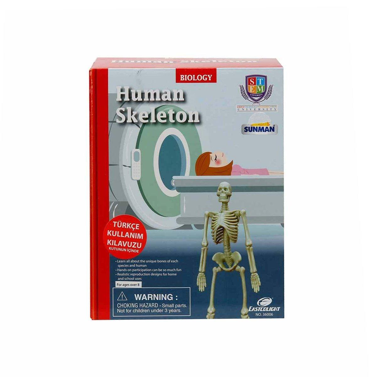 28206 Sunman, Bilim Seti - İnsan İskeleti 
28206 Sunman, Bilim Seti - İnsan İskeleti