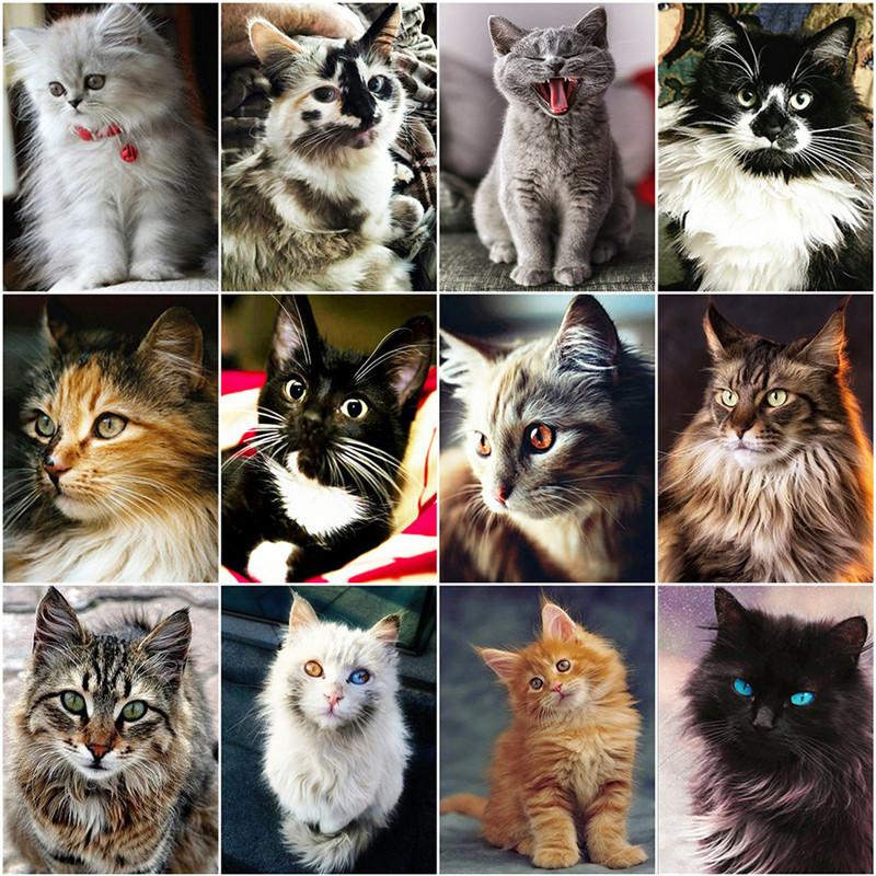 Полный 5D DIY алмазная живопись полная квадратная/круглая дрель «Все виды милых кошек» наборы для вышивания крестиком подарок домашний декор подарок
Полный 5D DIY алмазная живопись полная квадратная/круглая дрель «Все виды милых кошек» наборы для вышивания крестиком подарок домашний декор подарок