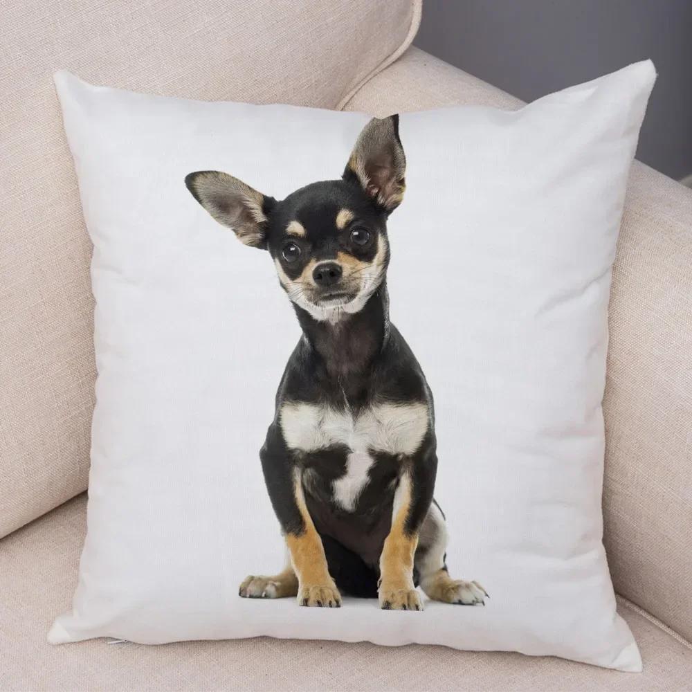 Lovely Pet Animal Pillow Case Decor Cute Little Dog Chihuahua Pillowcase Soft Plush Cushion Cover for Car Sofa Home 30x30cm оливковий
Lovely Pet Animal Pillow Case Decor Cute Little Dog Chihuahua Pillowcase Soft Plush Cushion Cover for Car Sofa Home 30x30cm оливковий