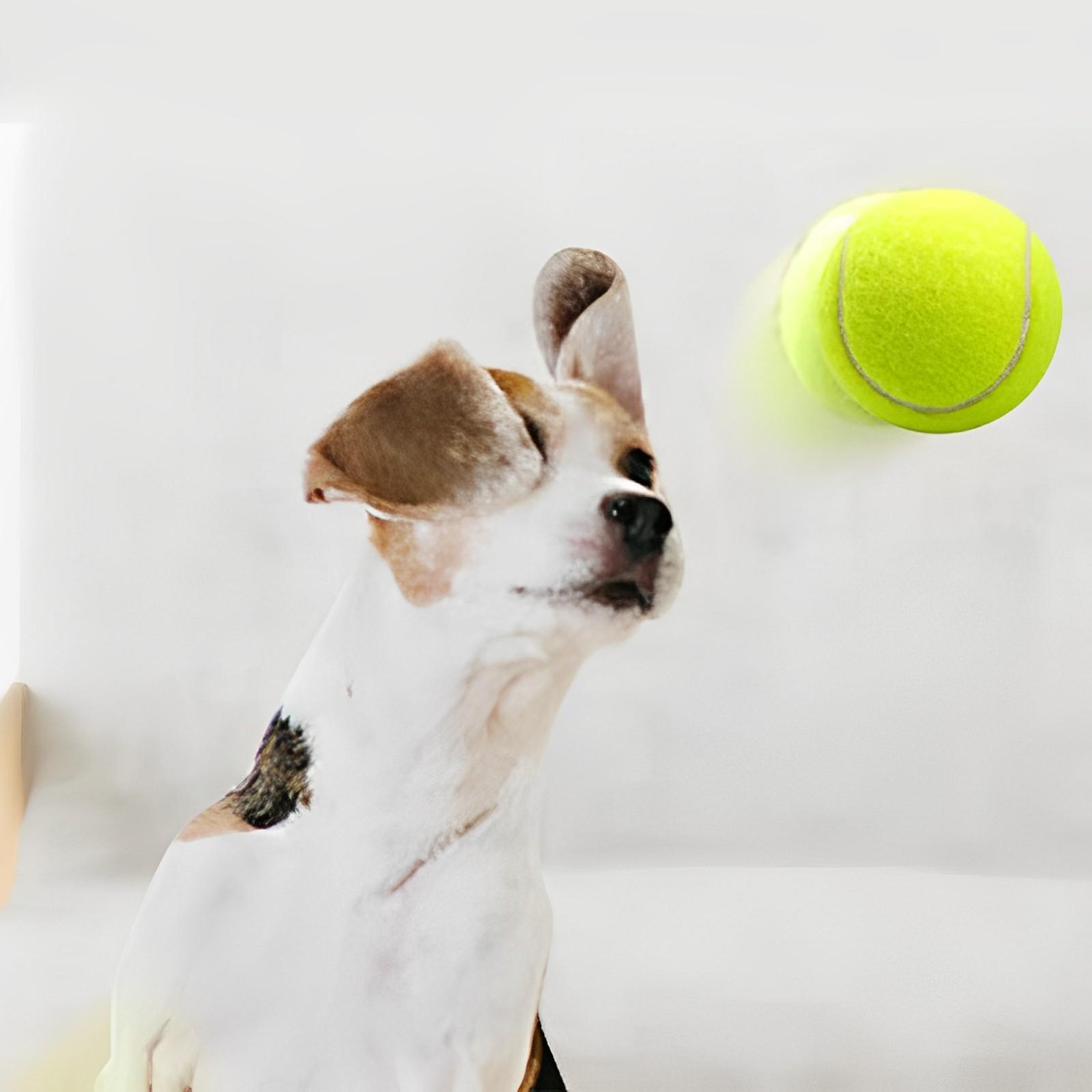 Теннисный мяч для собаки Жевание игрушки Pet Dog Интерактивные игрушки Большой надувной теннисный мяч
Теннисный мяч для собаки Жевание игрушки Pet Dog Интерактивные игрушки Большой надувной теннисный мяч