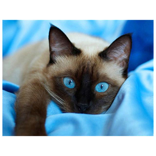 Huacan Алмазная картина Алмазная вышивка 5d diy полностью квадратные животные кошка-алмазная мозаика 45*35 cm
Huacan Алмазная картина Алмазная вышивка 5d diy полностью квадратные животные кошка-алмазная мозаика 45*35 cm