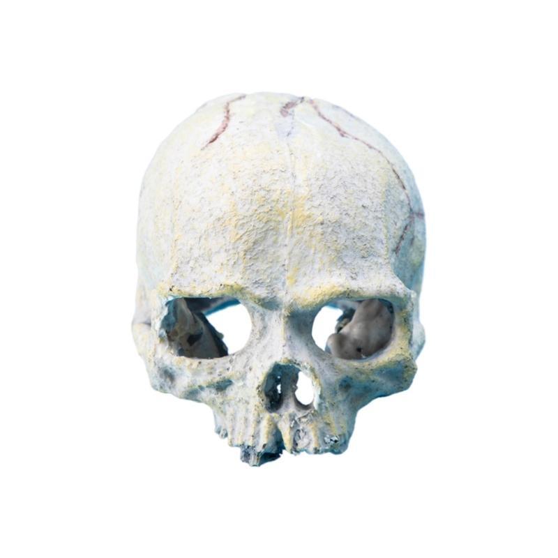 Skull Head Reptiles Hideouts Caves For Terrariums And Fishtanks Landscape Decors China Mainland
Skull Head Reptiles Hideouts Caves For Terrariums And Fishtanks Landscape Decors China Mainland