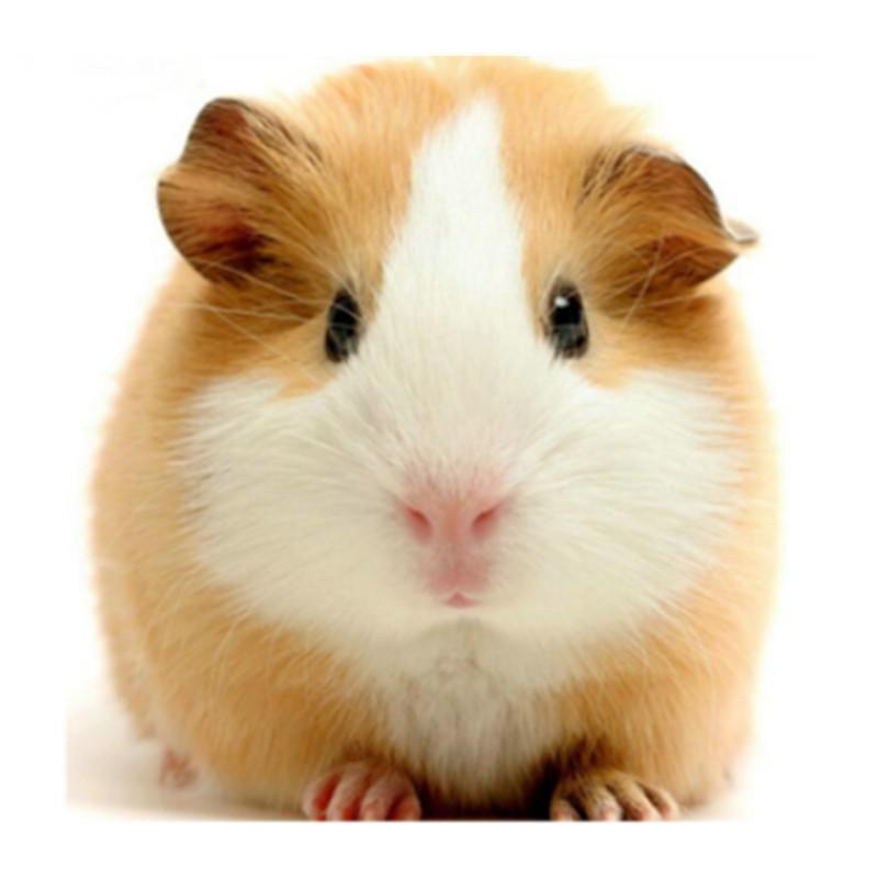 5D pet Бриллиантовая живопись DIY Мозаика Произведение искусства Алмазная вышивка Подарок или украшение
5D pet Бриллиантовая живопись DIY Мозаика Произведение искусства Алмазная вышивка Подарок или украшение