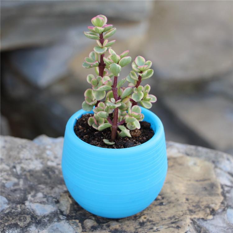 1Pc Cute Home Mini Flower Pots For Succulents Small Plants DIY Interchangeable Planters With Drainage Hole Water Reservoir
1Pc Cute Home Mini Flower Pots For Succulents Small Plants DIY Interchangeable Planters With Drainage Hole Water Reservoir