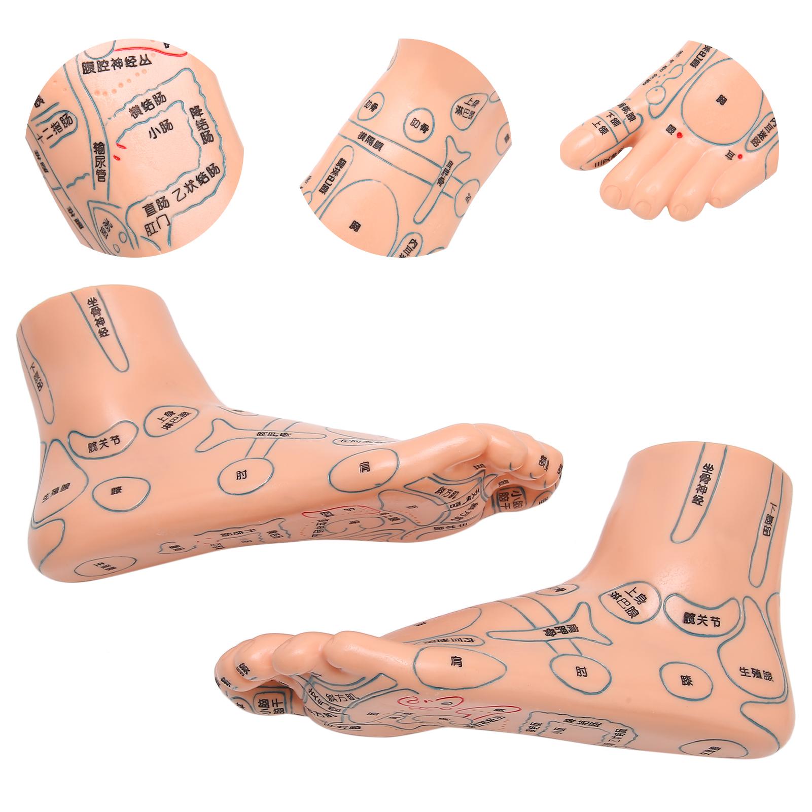 2pcs 19cm / 7.5in Feet Acupoint Model Acupuncture Teaching Aids Supplies Foot Model
2pcs 19cm / 7.5in Feet Acupoint Model Acupuncture Teaching Aids Supplies Foot Model