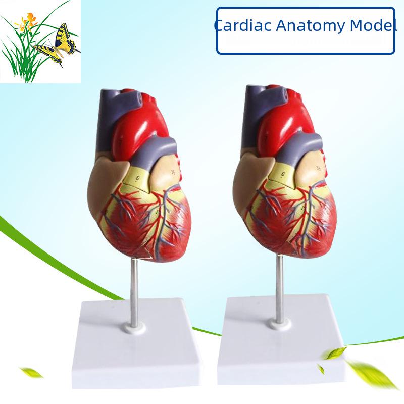 Large Human Heart Anatomical Model with 34 Markings for Medical Ultrasound Teaching Natural Large Heart - No Markings
Large Human Heart Anatomical Model with 34 Markings for Medical Ultrasound Teaching Natural Large Heart - No Markings