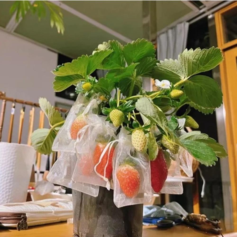 100pcs Mesh Grapes Fruit Grow Bags White Grape Protection Cover Plant Grow Bag Garden Tools 7x9cm
100pcs Mesh Grapes Fruit Grow Bags White Grape Protection Cover Plant Grow Bag Garden Tools 7x9cm