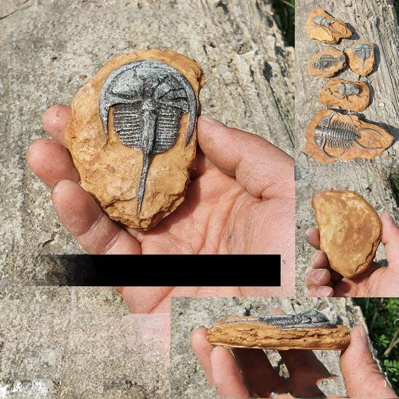 Authentic Trilobite Decorative Crawling Animal Desert Scenery Pet Tank Decoration Large Fish Tank Landscape Decoration
Authentic Trilobite Decorative Crawling Animal Desert Scenery Pet Tank Decoration Large Fish Tank Landscape Decoration