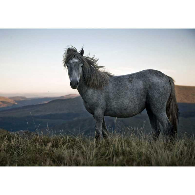 Horse Gallop Poster: Free Shipping Decorative Kraft Paper Wall Art for Bedroom, Study, Living Room, or Tea House White card paper (non-adhesive) 30*42 cm
Horse Gallop Poster: Free Shipping Decorative Kraft Paper Wall Art for Bedroom, Study, Living Room, or Tea House White card paper (non-adhesive) 30*42 cm