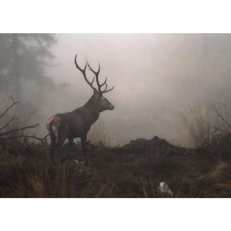 Wildlife Photography Animals Deer Fox Poster Canvas Printing Wild Animals Wall Decor Home Room Animal Deer Wall Aesthetic Decor 21cm×30cm NoFrame
Wildlife Photography Animals Deer Fox Poster Canvas Printing Wild Animals Wall Decor Home Room Animal Deer Wall Aesthetic Decor 21cm×30cm NoFrame