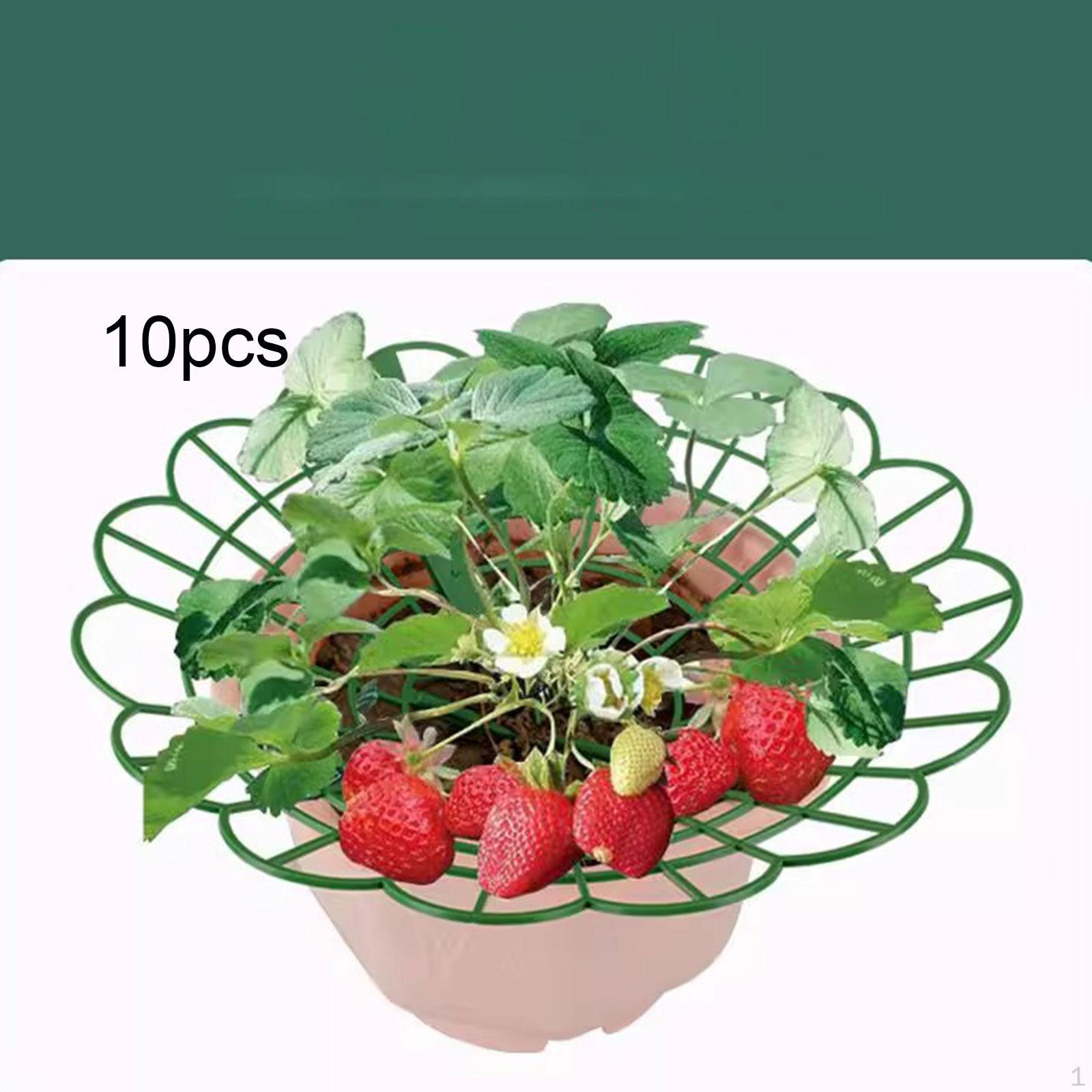 10x Strawberry Support Growing Rack,Prevents Tilting Plant Climbing Rack Planter Holder
10x Strawberry Support Growing Rack,Prevents Tilting Plant Climbing Rack Planter Holder