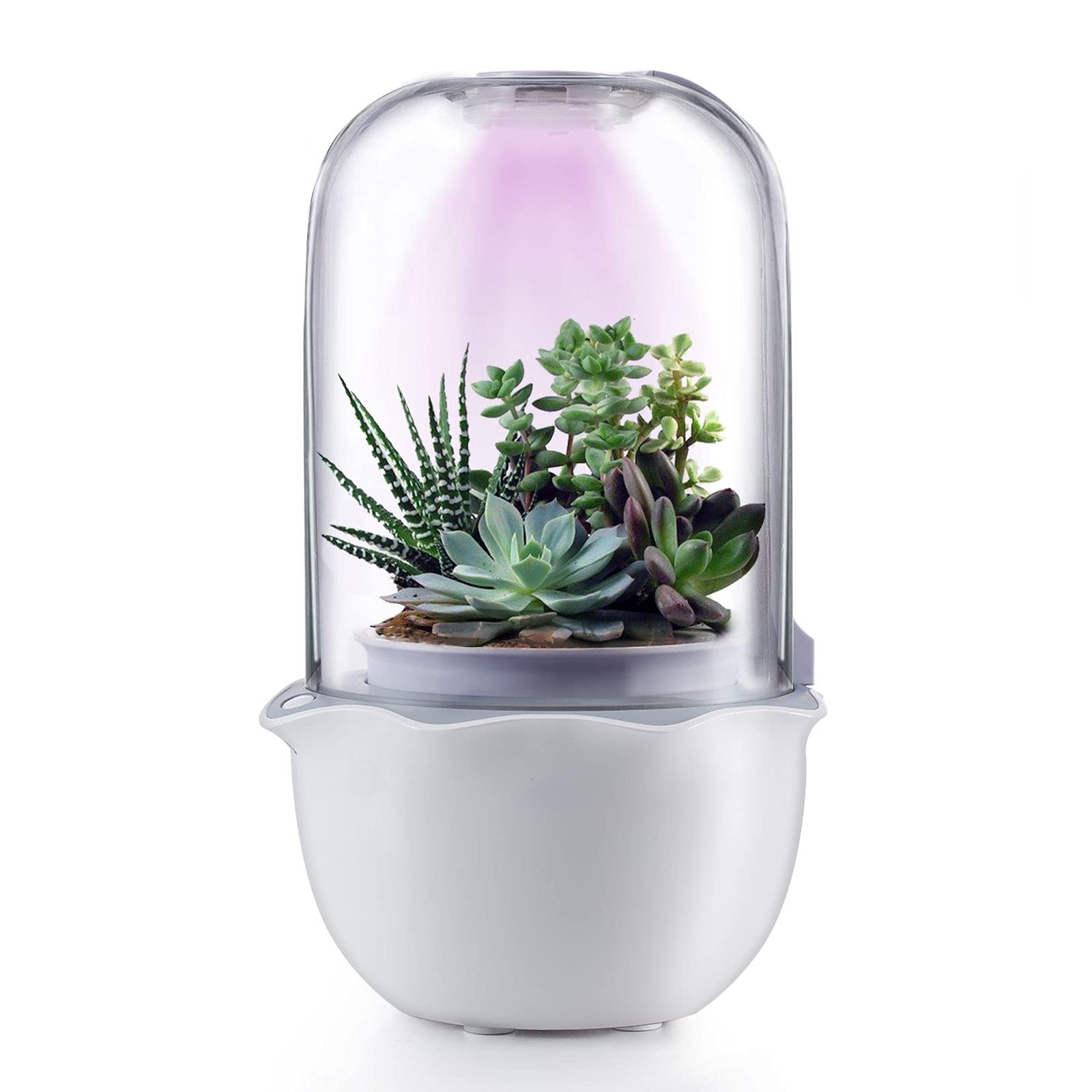 Succulent Potted Plant with Grow Light, Smart Glass Container Flower Pot with Timer and Fan
Succulent Potted Plant with Grow Light, Smart Glass Container Flower Pot with Timer and Fan