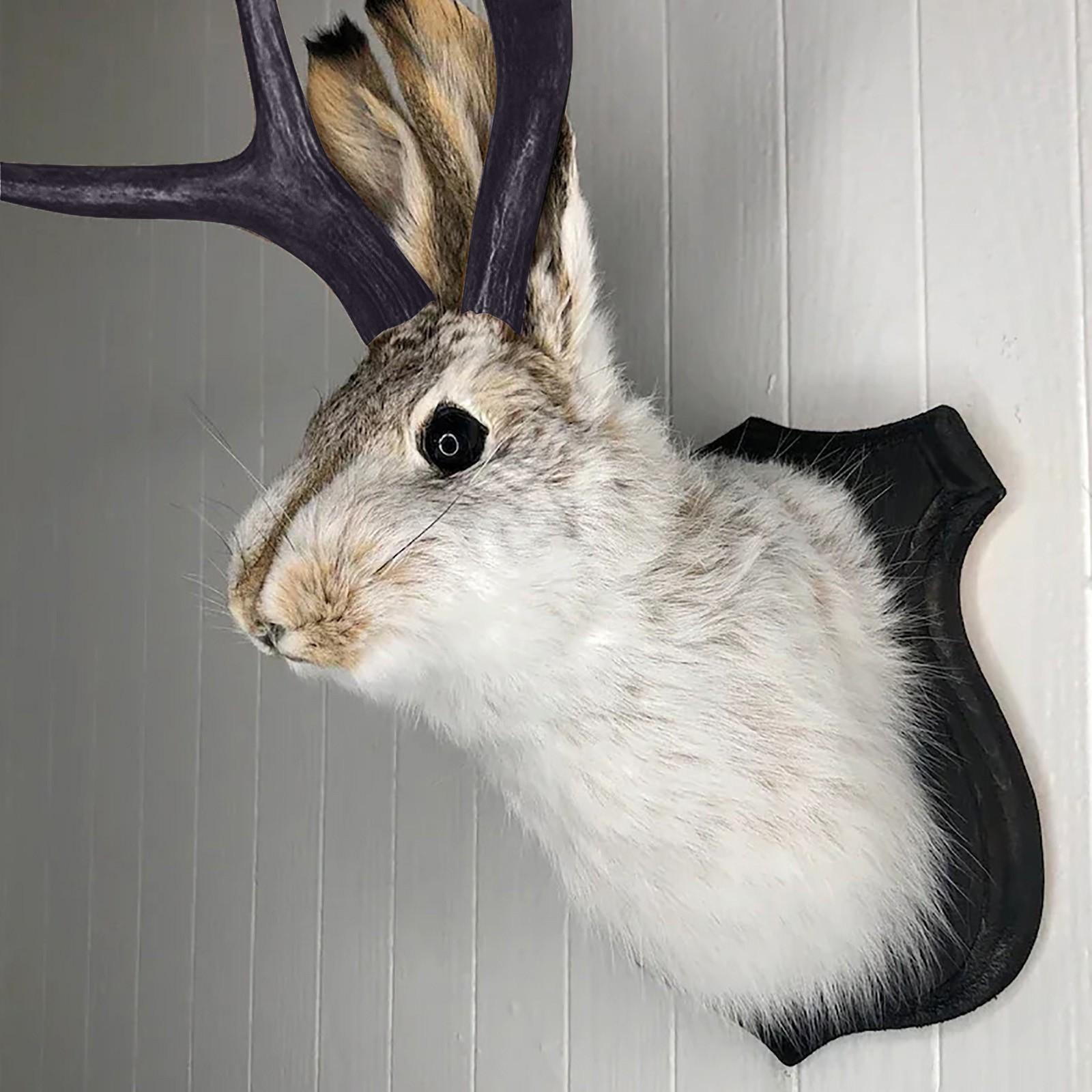 Easter Gift Bunny Head Antlers Wall Hanging Decoration Wall Decor Simulation Rabbit Specimen Resin Art Ornaments Jackalope Decor One Size
Easter Gift Bunny Head Antlers Wall Hanging Decoration Wall Decor Simulation Rabbit Specimen Resin Art Ornaments Jackalope Decor One Size