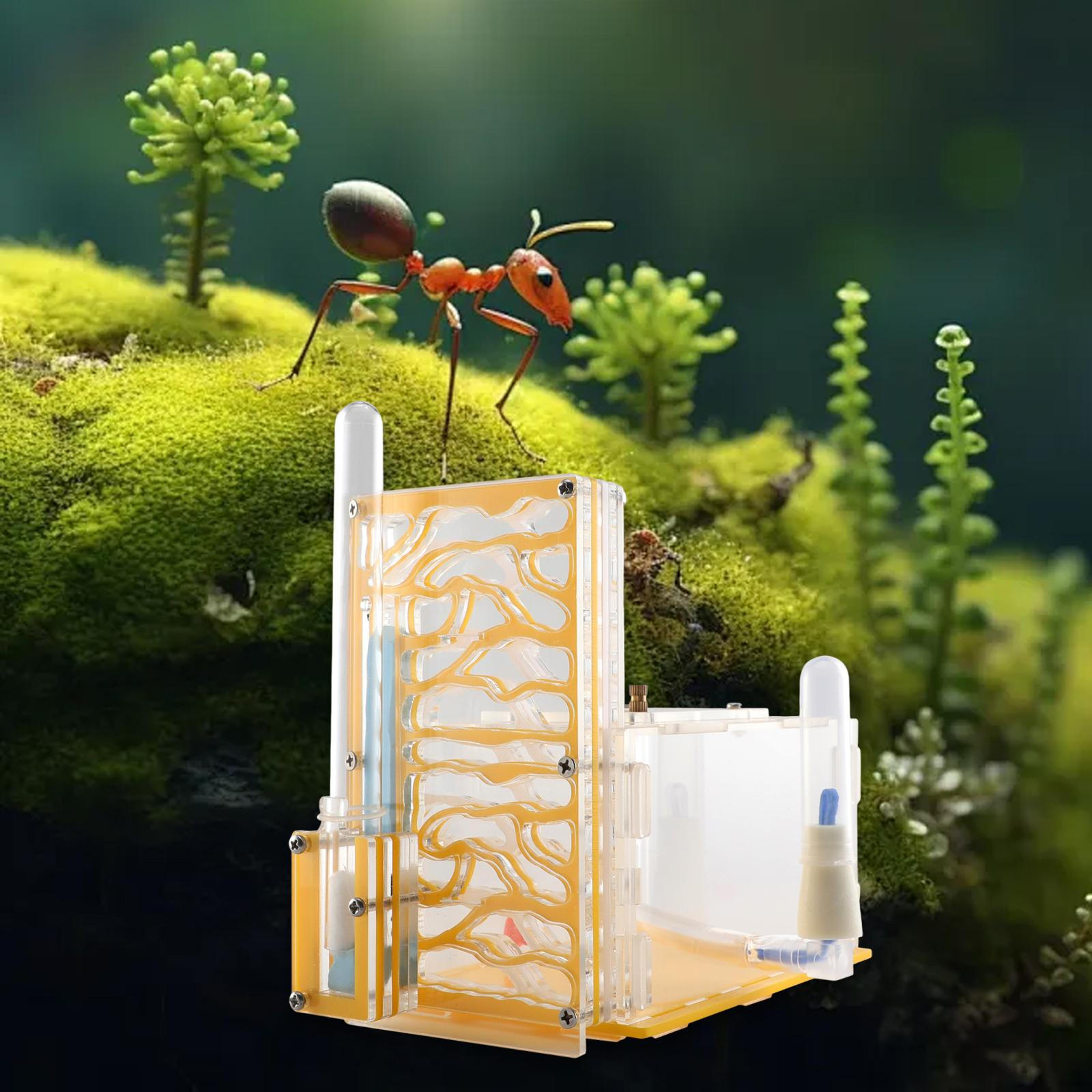 Ферма с кормушкой, прозрачный корпус для научных наблюдений жёлтый
Ферма с кормушкой, прозрачный корпус для научных наблюдений жёлтый