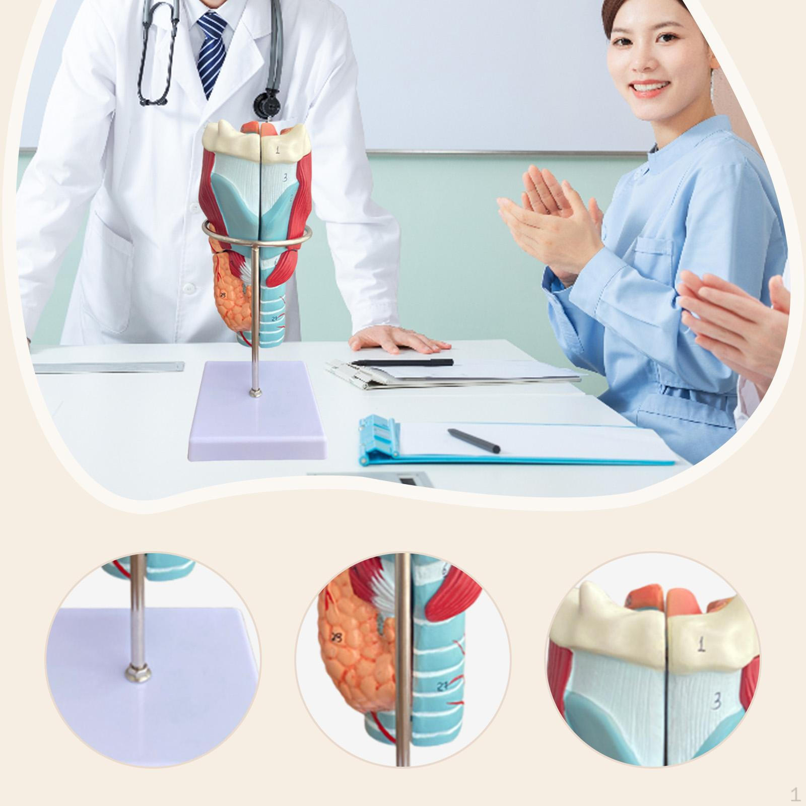 Human Larynx Model Education Display Tool, 2x Enlarged, Pharynx Teaching Tool for School,
Human Larynx Model Education Display Tool, 2x Enlarged, Pharynx Teaching Tool for School,