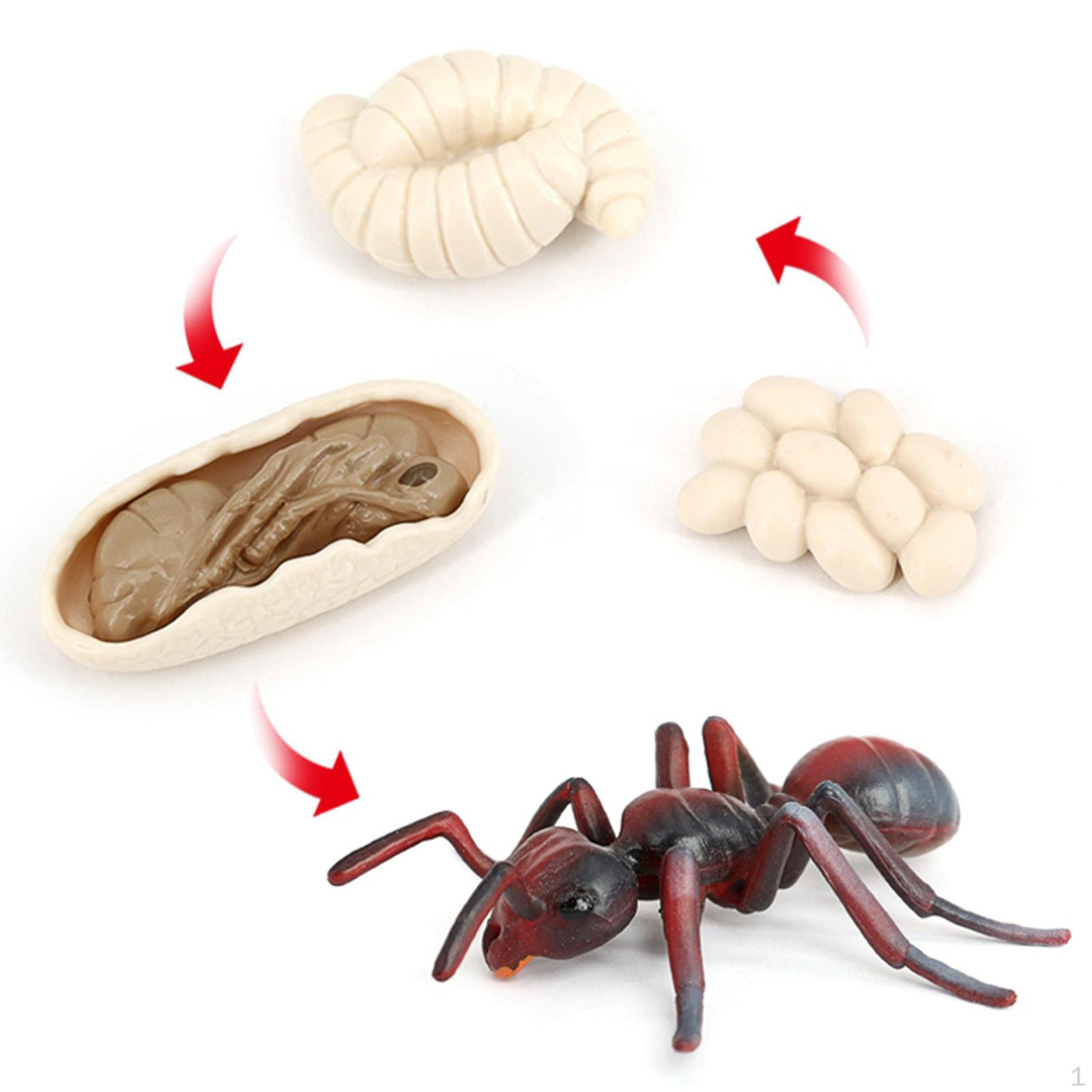 Simulation Life Cycle Set Action & Toy Figures червоний
Simulation Life Cycle Set Action & Toy Figures червоний