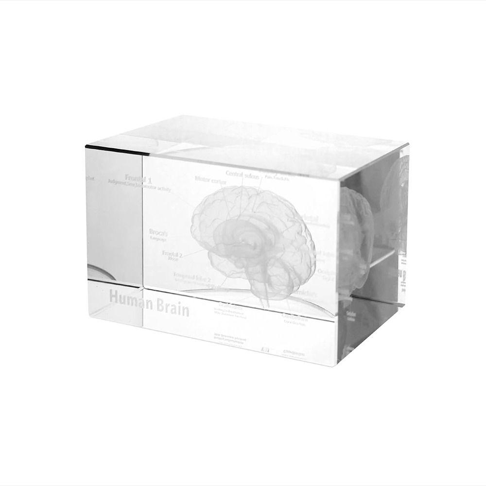 Clear Anatomical Model Neurology Gifts with Labels Crystal Glass Cube Home&Office Decoration
Clear Anatomical Model Neurology Gifts with Labels Crystal Glass Cube Home&Office Decoration