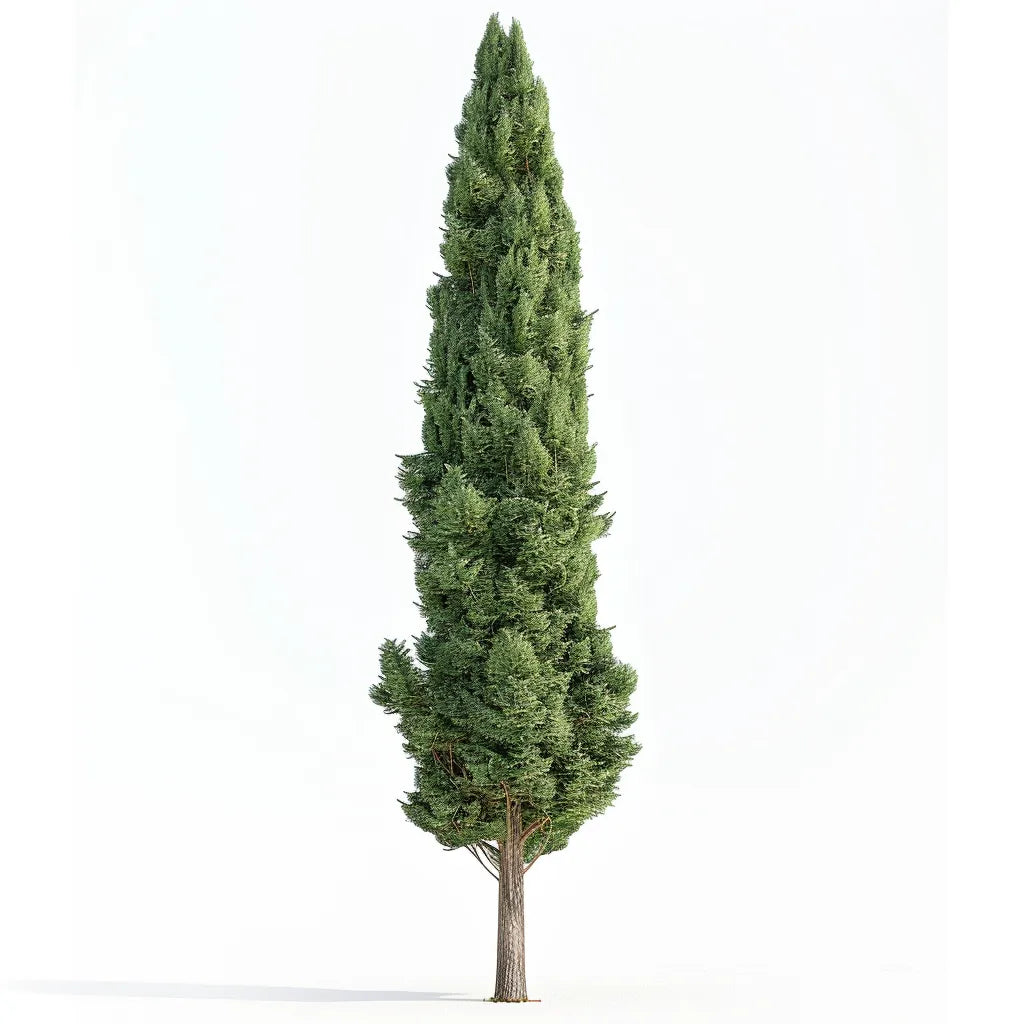 50 насіння італійського кипариса (Cupressus sempervirens stricta) - Напівдика пермакультура
50 насіння італійського кипариса (Cupressus sempervirens stricta) - Напівдика пермакультура