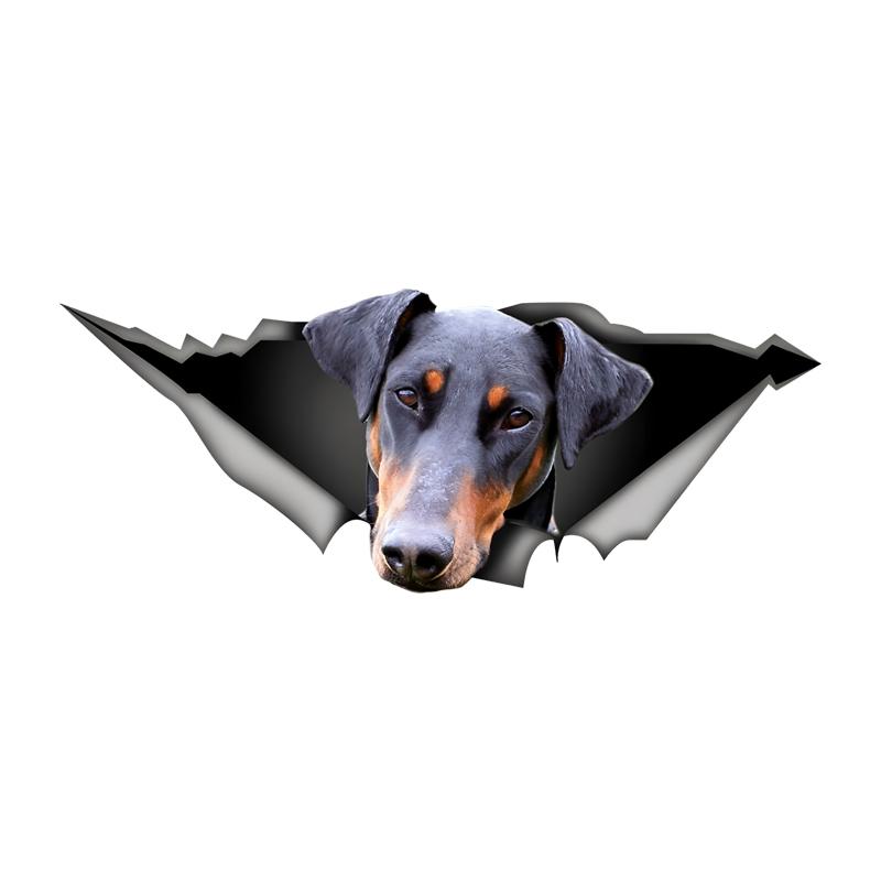 Doberman Car Stickers Funny Waterproof Vinyl Decal Motorcycle Decorative Accessories, Used for Car, Motorcycle, Laptop, Van 15cm-Longest Side
Doberman Car Stickers Funny Waterproof Vinyl Decal Motorcycle Decorative Accessories, Used for Car, Motorcycle, Laptop, Van 15cm-Longest Side