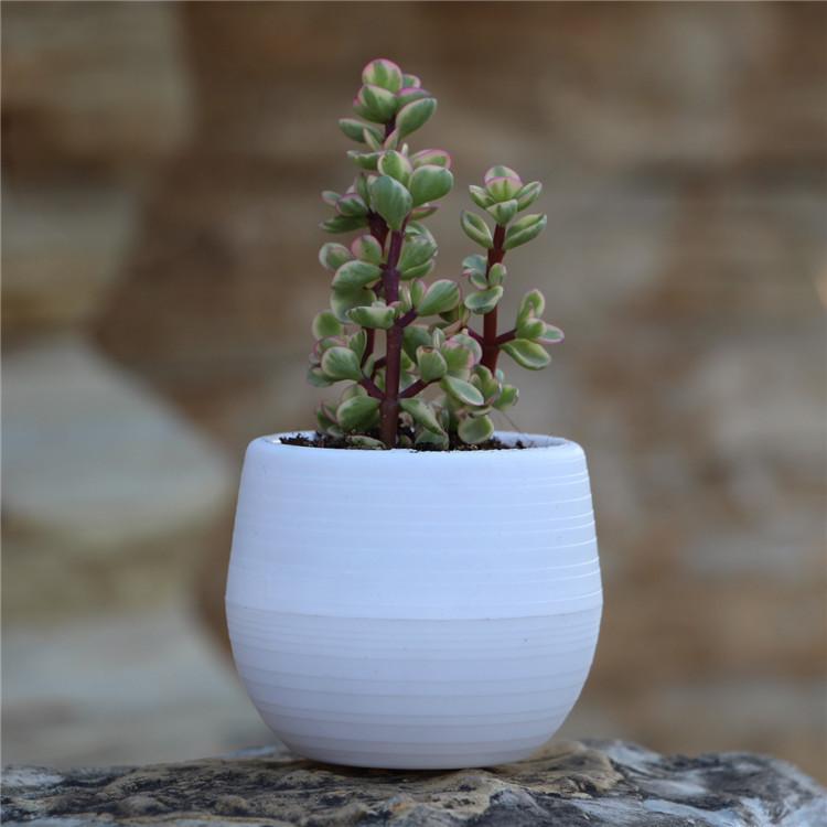 1Pc Cute Home Mini Flower Pots For Succulents Small Plants DIY Interchangeable Planters With Drainage Hole Water Reservoir
1Pc Cute Home Mini Flower Pots For Succulents Small Plants DIY Interchangeable Planters With Drainage Hole Water Reservoir