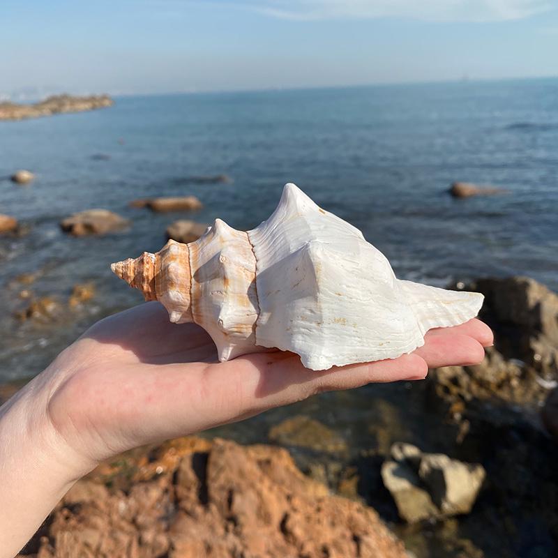 Натуральна прикраса з червоних шпилів морських мушель - декор для акваріума, прикраса для дому, дитячий подарунок, шум моря
Натуральна прикраса з червоних шпилів морських мушель - декор для акваріума, прикраса для дому, дитячий подарунок, шум моря